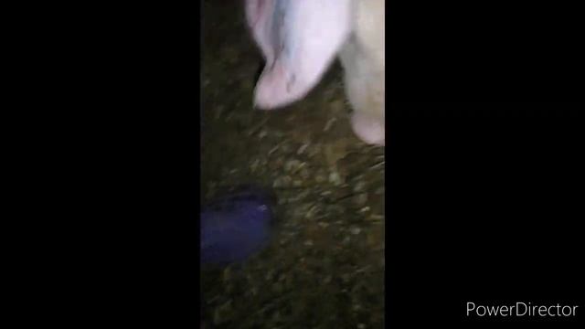 Долгожданный новосёл)))Покупка поросенка Ландраса на свинокомплексе)