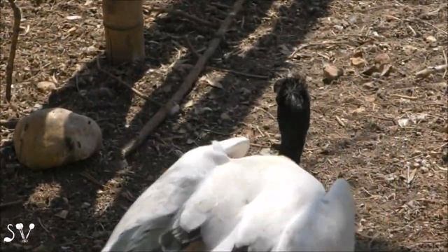 African sacred ibis / Threskiornis aethiopicus / Священный ибис / איביס קדושה אפריקאית