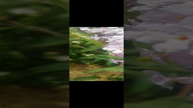 Богомол и его охота, природа цветов и их обитателей Praying mantis and his hunt