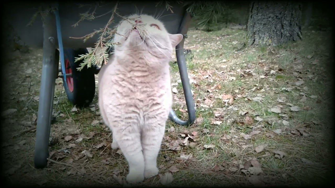 Ещё один чудный день прожит не зря. You Cut-Video Editor