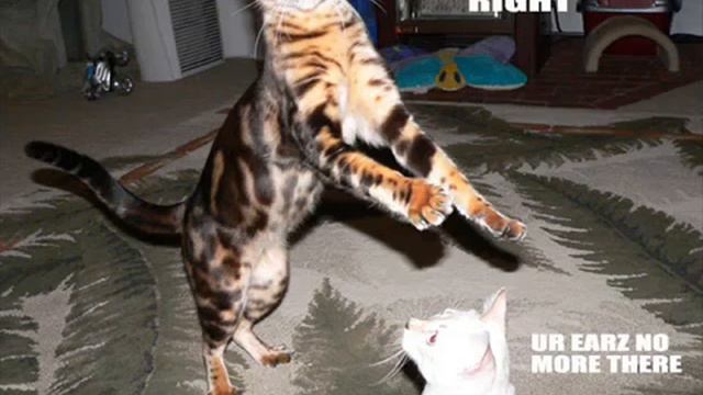 FUNNY CATS   Bengal Style.mp4