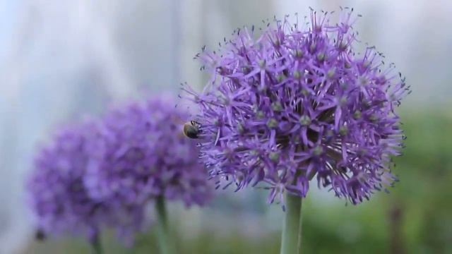 Жизнь насекомых глазами моей жены