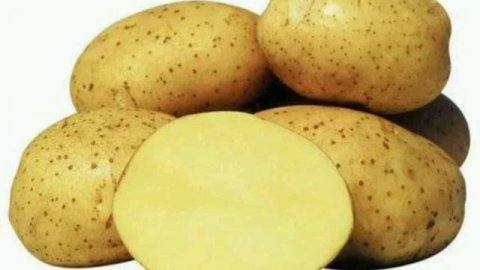 Картофель может использоваться не только в кулинарии ,но и в других областях.