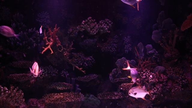 Рыбы в аквариуме. Релакс атмосфера. Fish in an aquarium. Relaxing atmosphere.