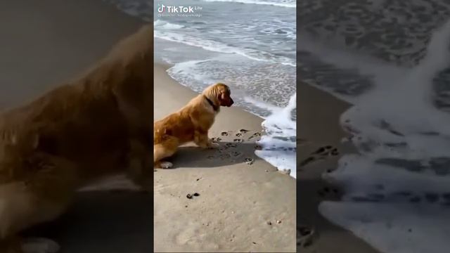 Прикольные животные.Смеха 9 минут.Подборка 2021.