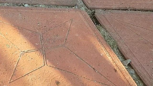 Наши помощники в саду - земляные осы.