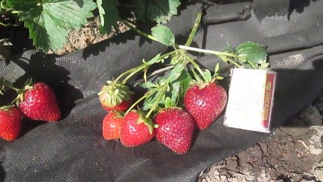 Молинг столетие - сладкий ранний сорт клубники