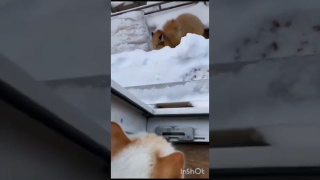 лиса пришла в гости