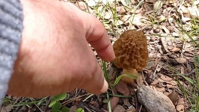 Morchella esculenta
