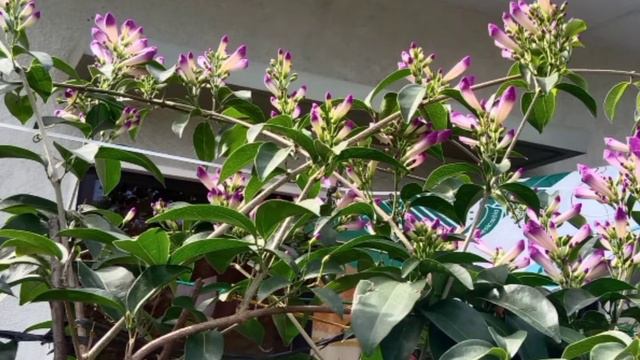 GARLIC VINE So beautiful...Relax and see how it blooms🌸🌸🌸
