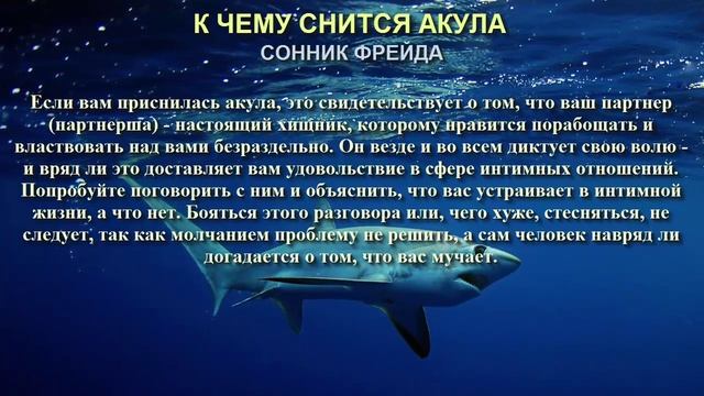 К чему снится акула. Сонник Фрейда. Толкование снов.
