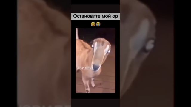 самый смешной скимволкер🤣