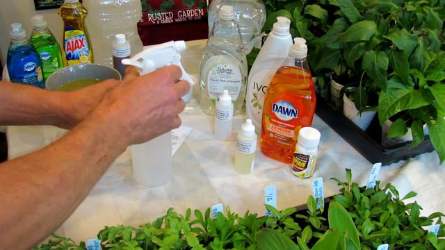 How to Use Peppermint & Rosemary Oil in the Garden: Recipes, Insects & How it Works DIY Ep-5