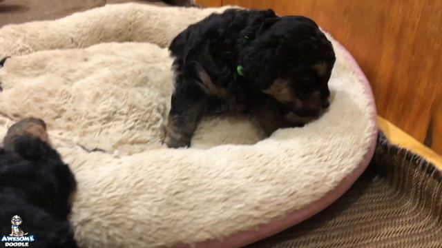 Petunia's 5 Week Old AussieDoodle Puppies