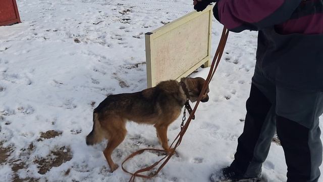 15.02.2023 г Кинологи в приюте для бездомных животных 