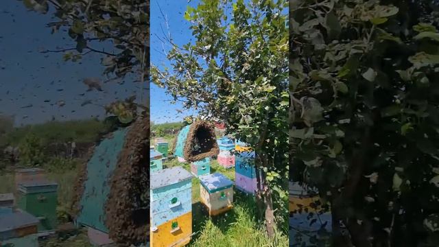 Роение Пчёл