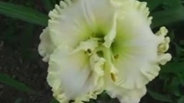 Лилейник daylily SNOW CRYSTAL