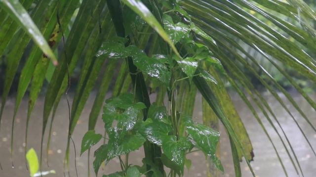 Релаксация под звук тропического дождя  . Relaxation With The Sound Of A Tropikal Rain.