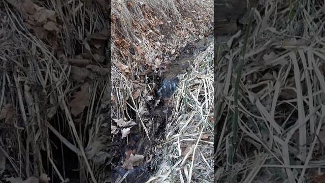 Журчание родника под пение птиц ранней весной