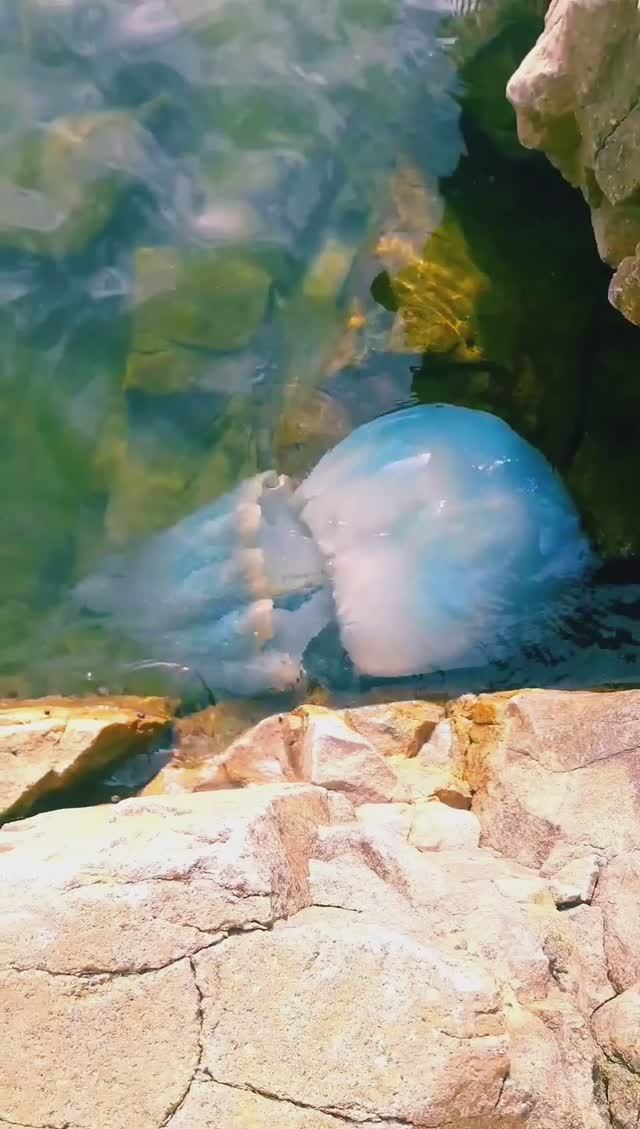 Медузы во Владивостоке