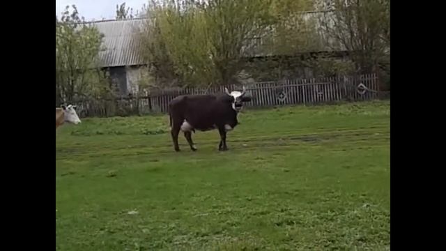 корова смеётся!!!