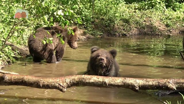 Медвежий народ "принимает" водные процедуры