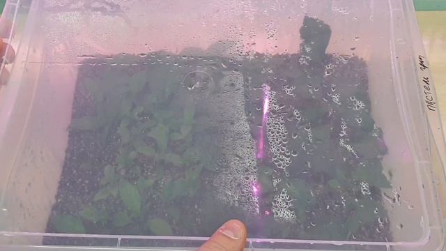укоренение метельчатой и крупнолистной гортензии