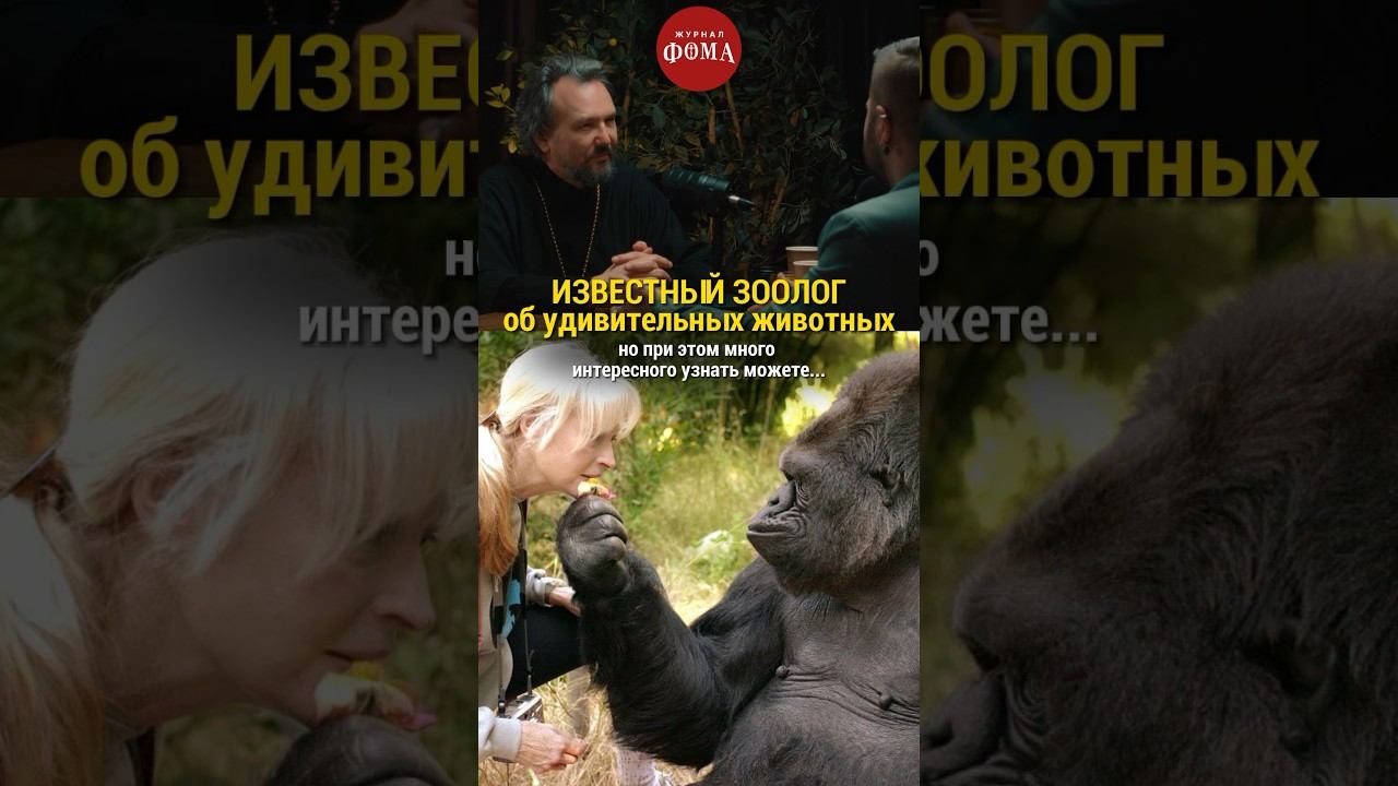 Известный зоолог об удивительных животных / #горилла Коко #зоология