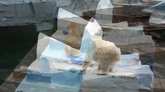Нереальные  трюки от медвежонка Стрелки, к которым присоединилась сестренка Белка.