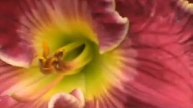 лилейник daylily LOVE STRUCKS.mpg
