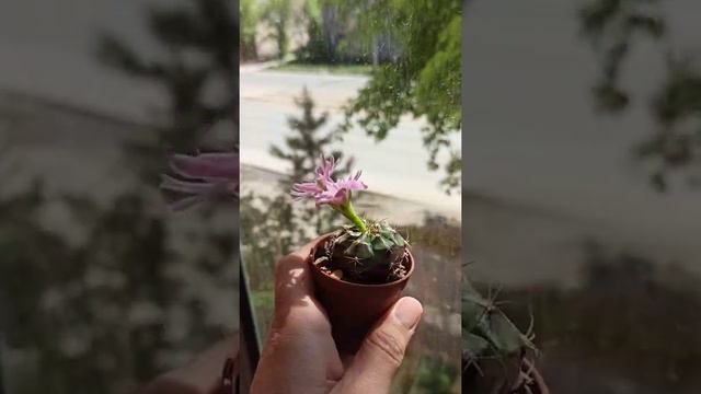 цветущий кактус Gymnocalycium damsii