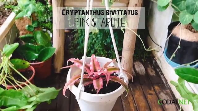 Cây Cryptanthus bivittatus Pink Starlite Dứa cảnh Nhung Diệp Tiểu Phụng chậu treo