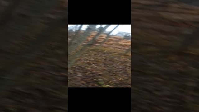 поход за грибами.mp4