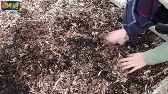 Садим картошку / Как вырастить большой урожай картошки