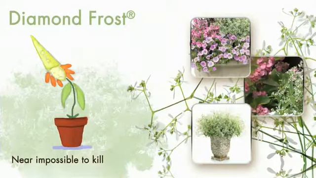 Diamond Frost