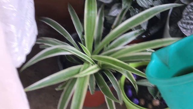 What fertiliser I use for my plants | Grow healthy plants | Green spaces