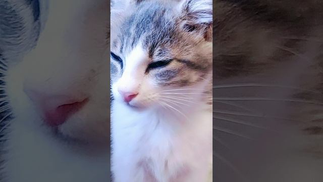 золотая чаша золотая #shorts #video #cat #золотая чаша #tiktok