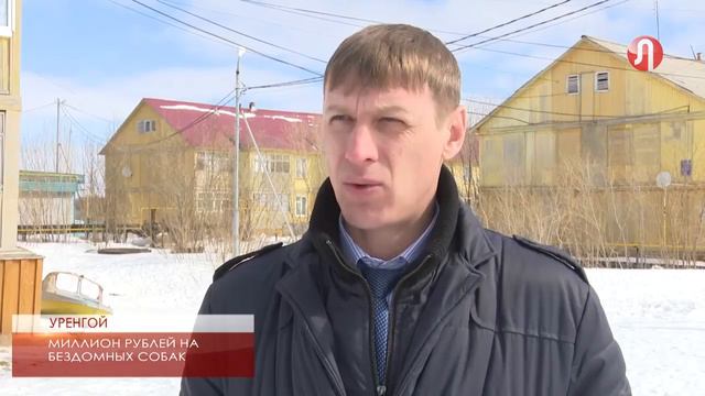Стоимость отлова бродячей собаки – почти 5 тысяч рублей