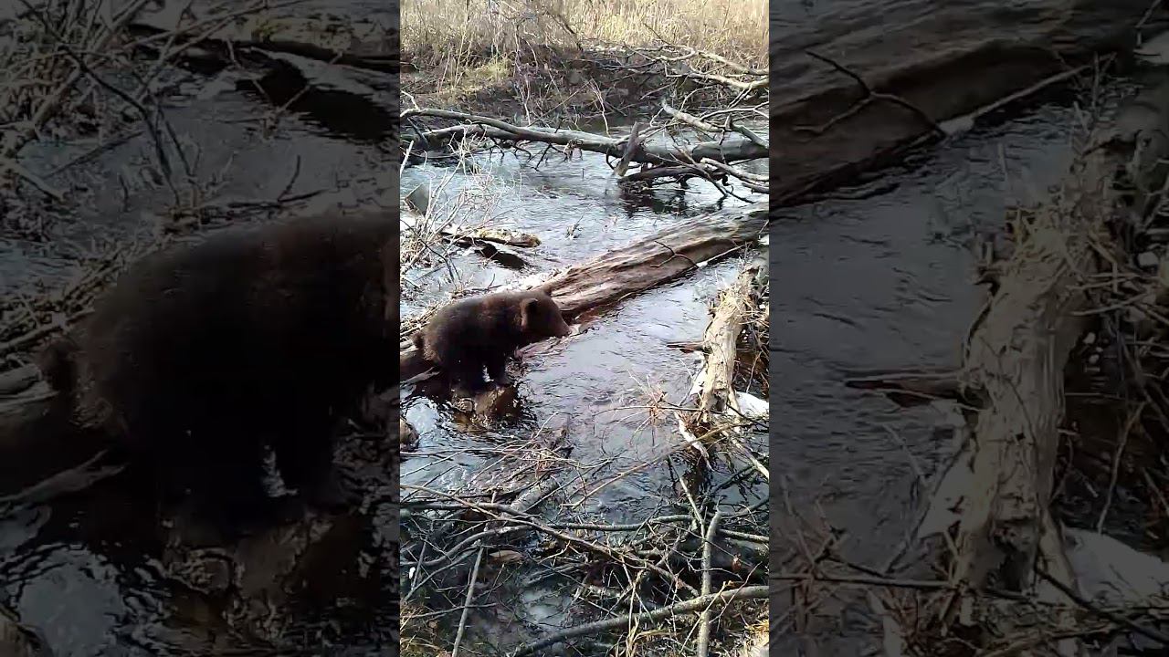 Пенка привлекает медвежат.