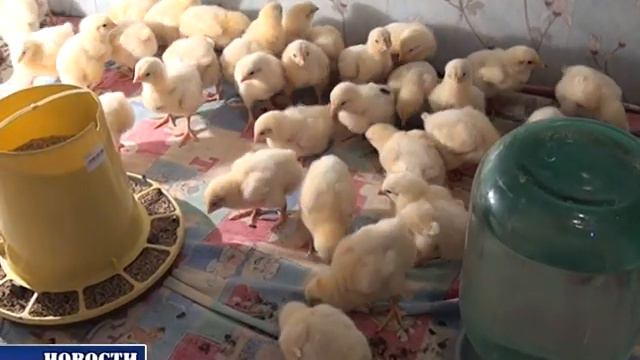 ЛПХ Кандаровы Бикеево