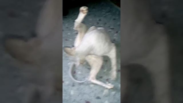 Голую киску прет