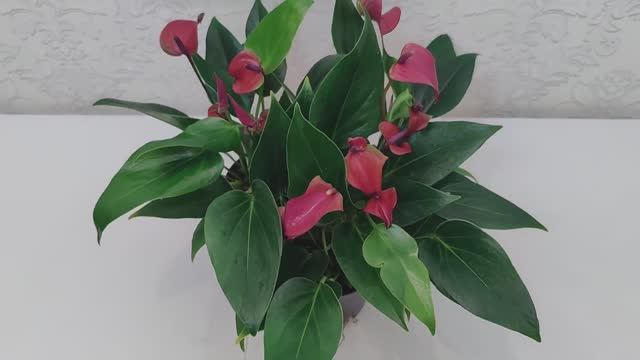 Антуриум Пьюр Перпл _ Anthurium Pure purple _Сирано _Anthurium Cirano.ВК: https://vk.com/cvetyvmeste