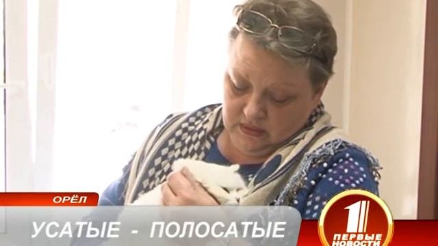 УСАТЫЕ ПОЛОСАТЫЕ