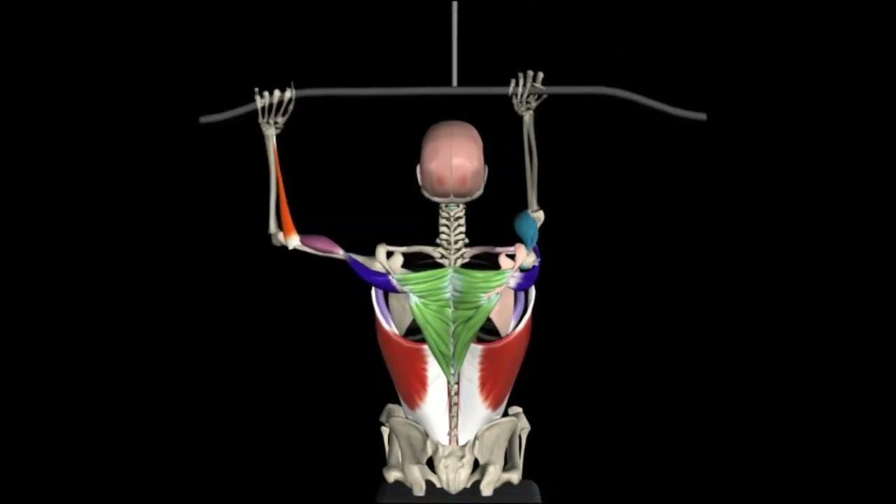 back exercises
