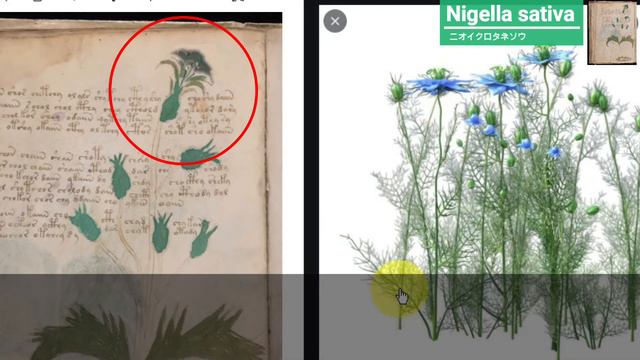 【ヴォイニッチ手稿】　フォリオ 29v この植物は何？