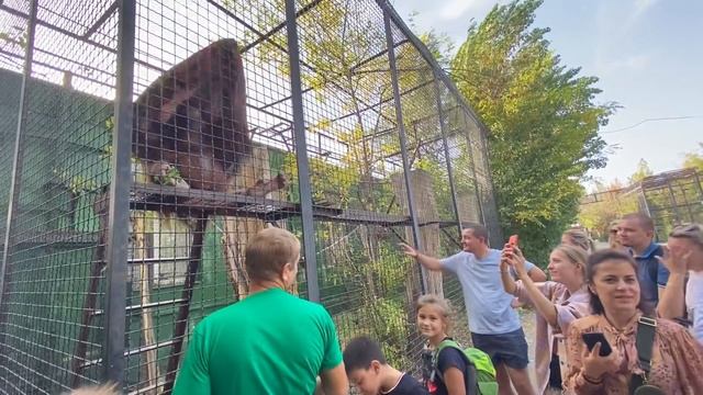 Орангутангу Дане -звезде Тайгана - ПРИСЛАЛИ ПОДАРОК ! Хохма , да и только !