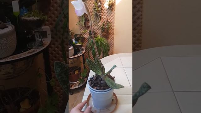 Paphiopedilum delenatii первое цветение👡🐰🐰🐰😊