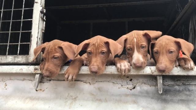 Caza: El Podenco Canario (Islas Canarias).