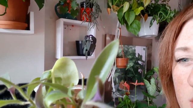 Propagate With Me! || Double Your Plant Collection For FREE