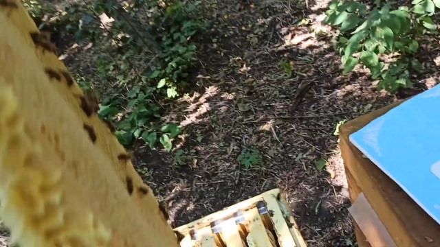 Почему магазины на 145 выбрал. Последняя откачка подсолнуха. 15.08.21.